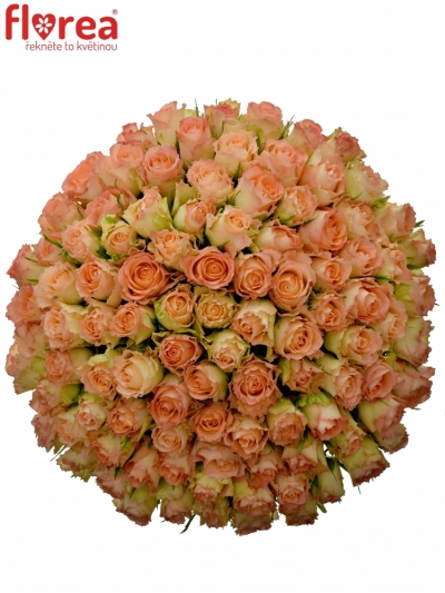 Kytice 100 žíhaných růží ANTIQUE DUETT 40cm