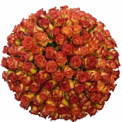 Kytice 100 žíhaných růží CATCH