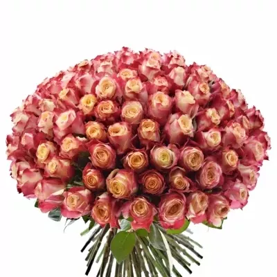 Kytice 100 žíhaných růží CHAPEAU
