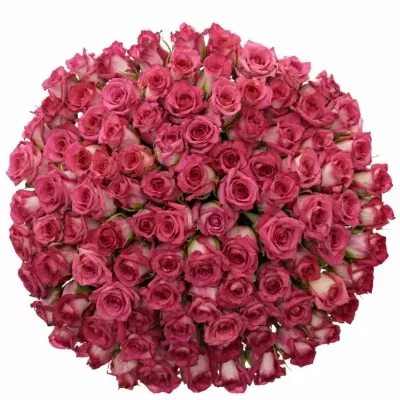 Kytice 100 žíhaných růží CLARION 40cm