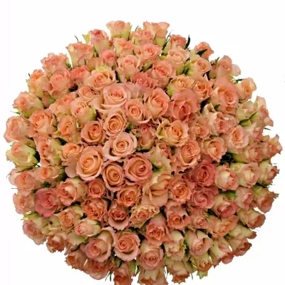 Kytice 100 žíhaných růží DUETT 50 cm