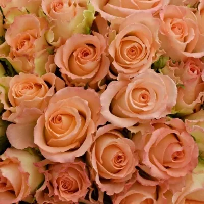 Kytice 100 žíhaných růží DUETT 50 cm