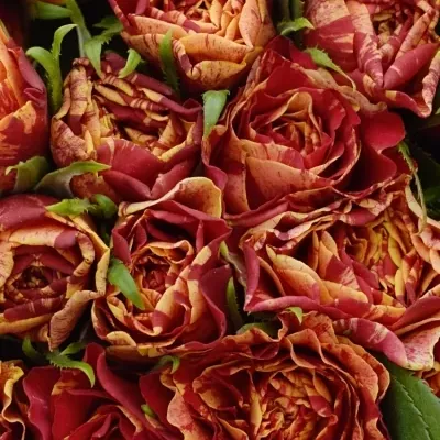 Kytice 100 žíhaných růží FIRE CRACKER 50cm