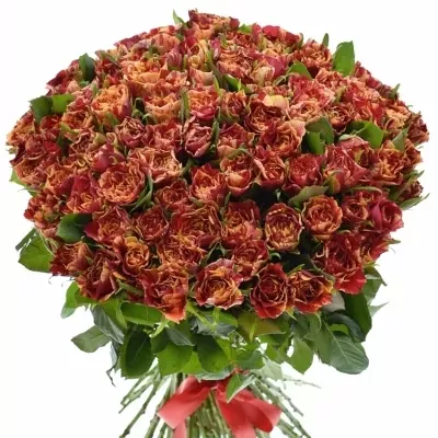 Kytice 100 žíhaných růží FIRE CRACKER 50cm