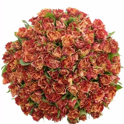 Kytica 100 žíhaných ruží FIRE CRACKER 50cm