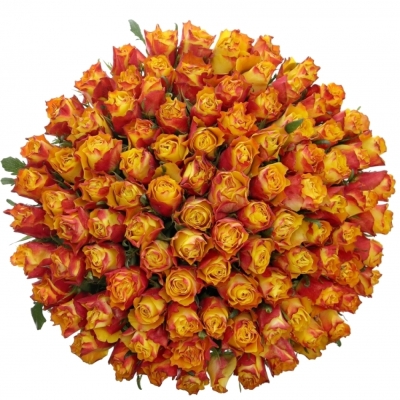 Kytice 100 žíhaných růží FIREFOX 40 cm