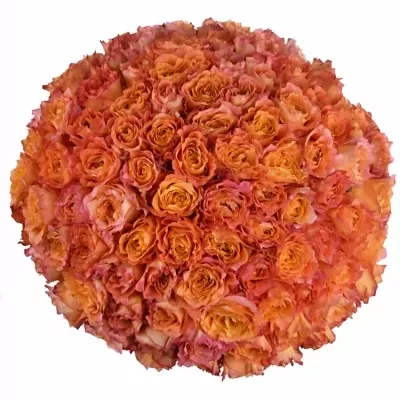 Kytice 100 žíhaných růží FREE SPIRIT 40 cm