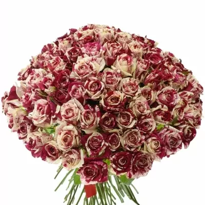 Kytice 100 žíhaných růží HARLEQUIN 40cm