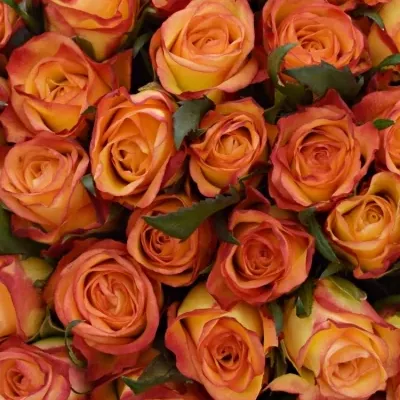 Kytice 100 žíhaných růží HIGH & MAGIC 40cm