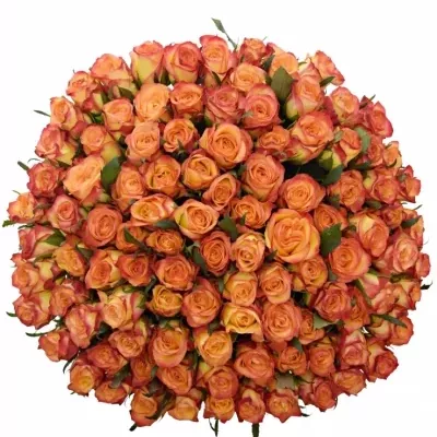 Kytice 100 žíhaných růží HIGH & MAGIC 40cm
