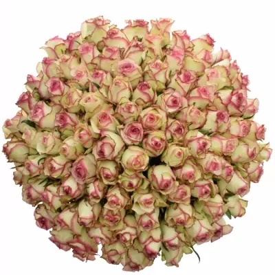 Kytice 100 žíhaných růží MONET 50cm