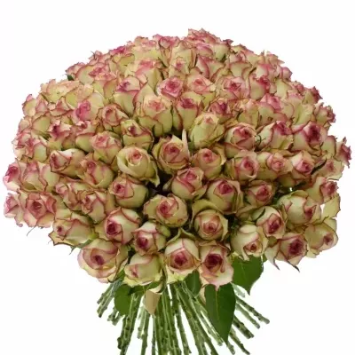 Kytice 100 žíhaných růží MONET 50cm