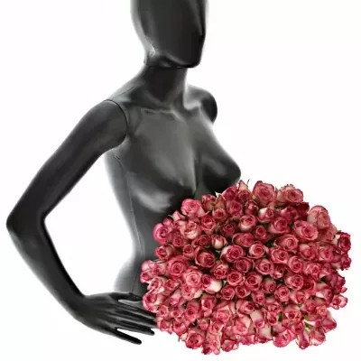 Kytice 100 žíhaných růží MYSTELLE 70cm