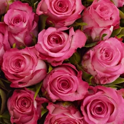 Kytice 100 žíhaných růží N-JOY 50cm