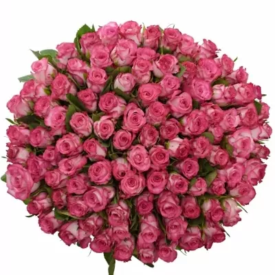 Kytice 100 žíhaných růží N-JOY 50cm