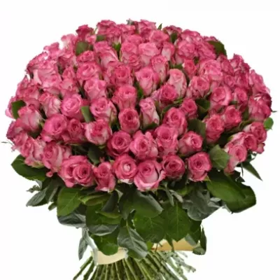 Kytice 100 žíhaných růží N-JOY 50cm