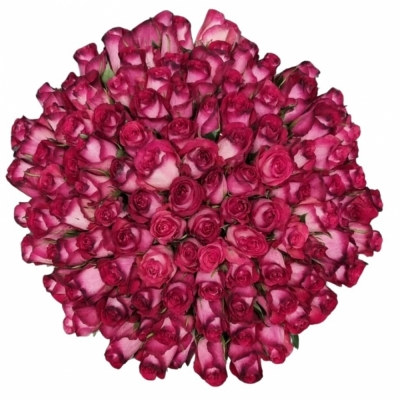 Kytice 100 žíhaných růží NICOLETTA 50 cm