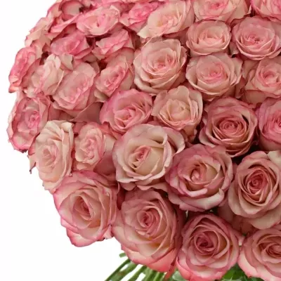 Kytice 100 žíhaných růží PALOMA 40cm