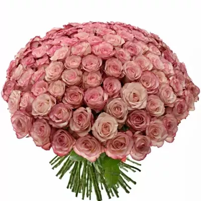 Kytice 100 žíhaných růží PALOMA 40cm