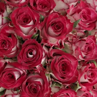 Kytice 100 žíhaných růží PARADISO 40cm