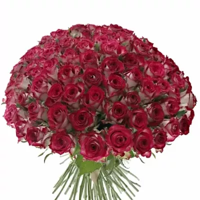 Kytice 100 žíhaných růží PARADISO 40cm