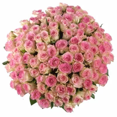 Kytice 100 žíhaných růží PINK ICE 80cm (M)