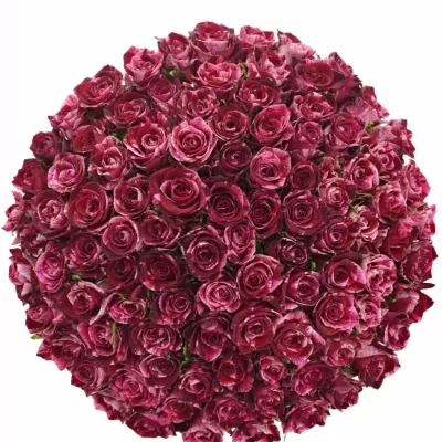 Kytice 100 žíhaných růží RED STORM