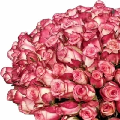 Kytice 100 žíhaných růží SPARK CONDOR