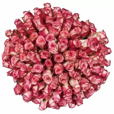 Kytice 100 žíhaných růží SPARK CONDOR 60 cm