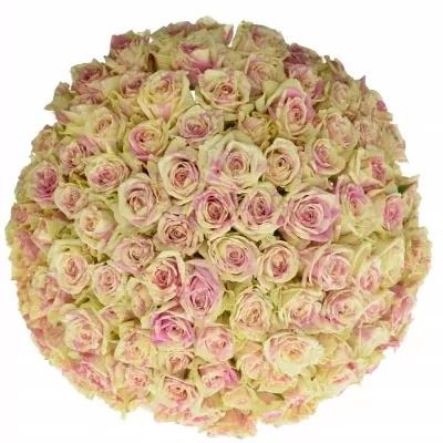 Kytice 100 žíhaných růží SWEET HARLEQUIN 40 cm