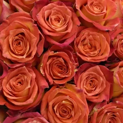 Kytice 100 žíhaných růží UTOPIA
