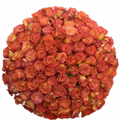 Kytice 100 žíhaných růží UTOPIA 40cm