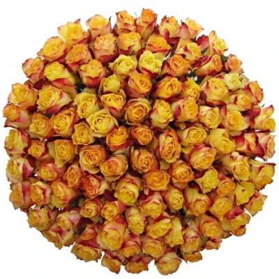 Kytice 100 žlutočervených růží NEWSFLASH 50cm 