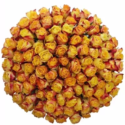 Kytice 100 žlutočervených růží NEWSFLASH 50cm 