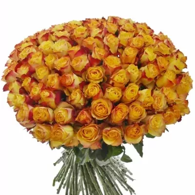 Kytice 100 žlutočervených růží NEWSFLASH 50cm 