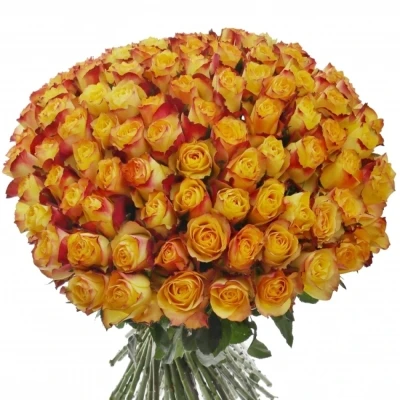 Kytice 100 žlutočervených růží NEWSFLASH 50cm 