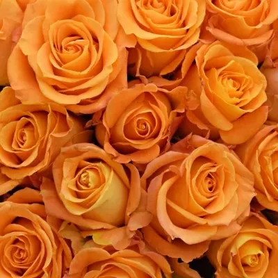 Kytice 100 žlutooranžových růží MORNING SUN 40cm