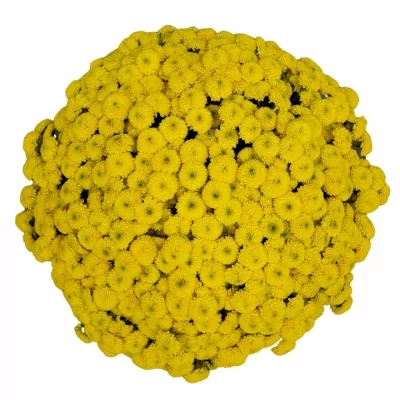 100 jednodruhových žlutých chryzantém santini ELLEN v kytici