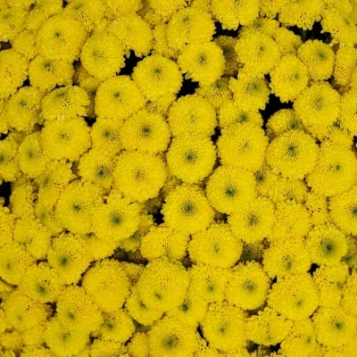 Kytice 100 žlutých chryzantém santini ELLEN