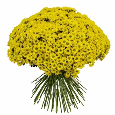Kytice 100 žlutých chryzantém SONIA