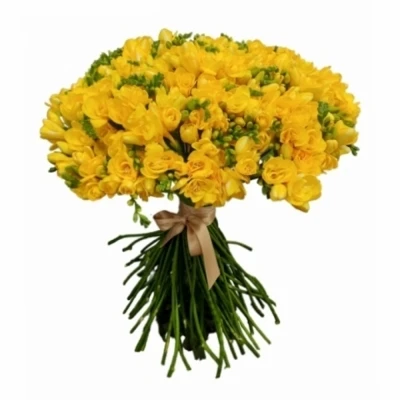 Kytice 100 žlutých frézií