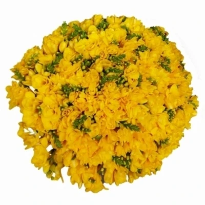 Kytice 100 žlutých frézií