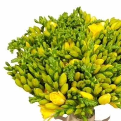 Kytice 100 žlutých frézií