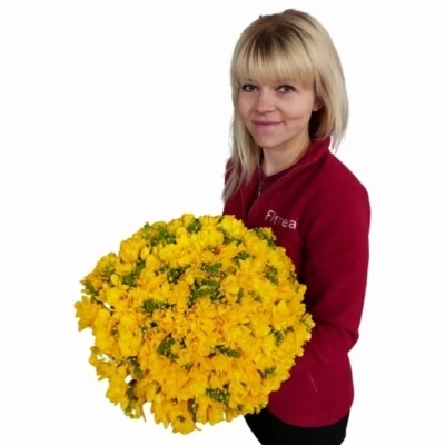 Kytice 100 žlutých frézií