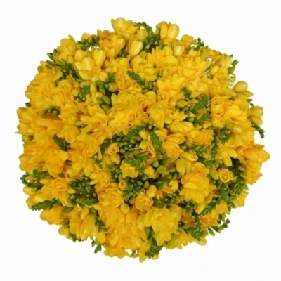 Kytice 100 žlutých frézií MARGIT 40 cm