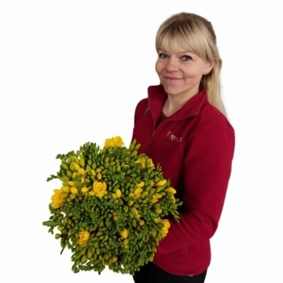 Kytice 100 žlutých frézií