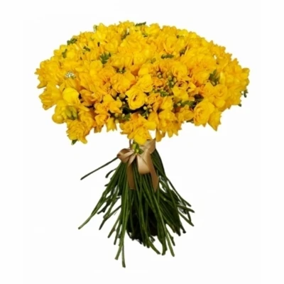 Kytice 100 žlutých frézií