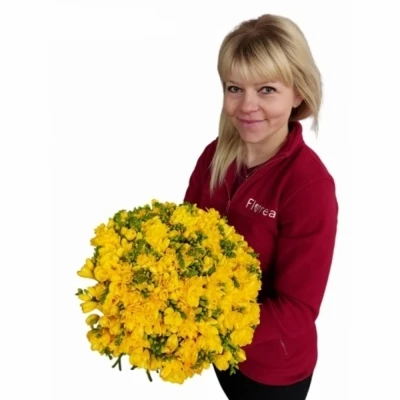 Kytice 100 žlutých frézií