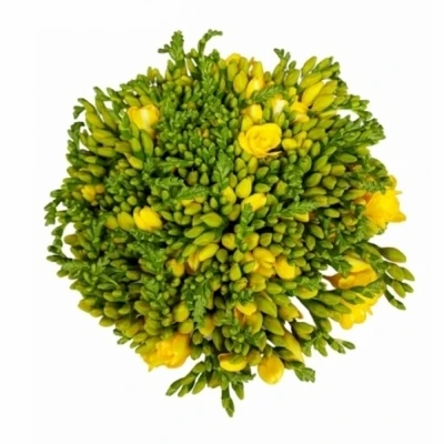 Kytice 100 žlutých frézií