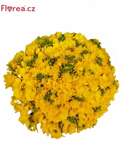 100 jednodruhových žlutých frézií MARGIT v kytici